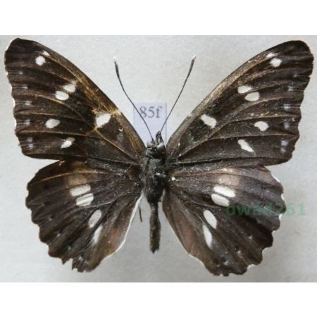 Limenitis reducta Staudinger, 1901 Pokłonnik anonyma Turkey85f